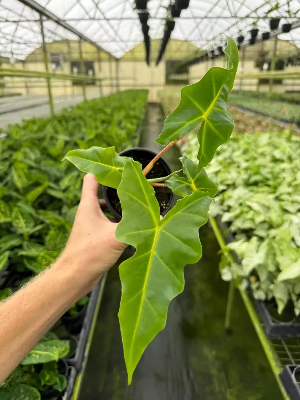 plant/Alocasia Golden Dragon 4” pot growers choice-1