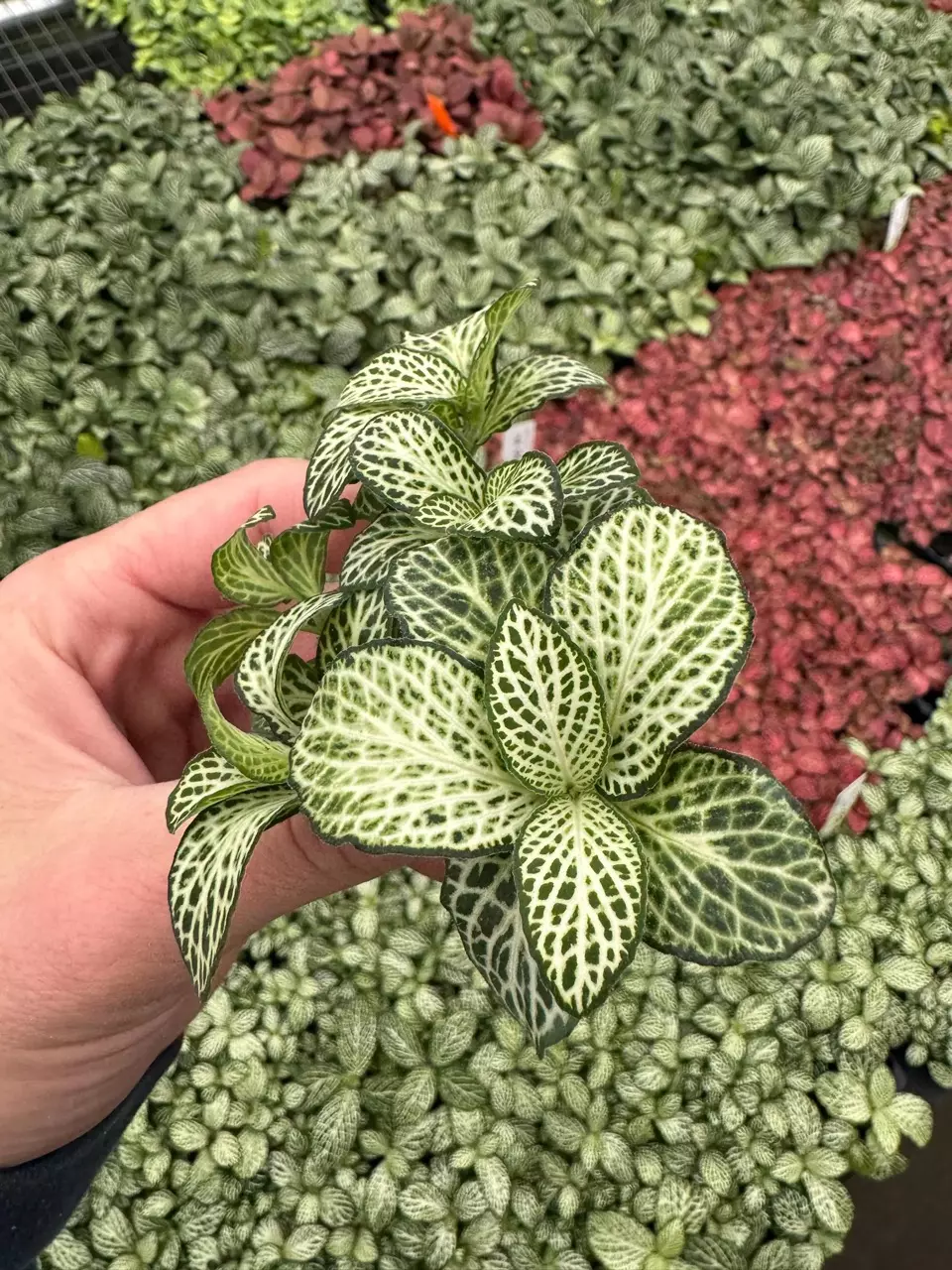 plant/Fittonia Whit Anne starter plant growers choice-1