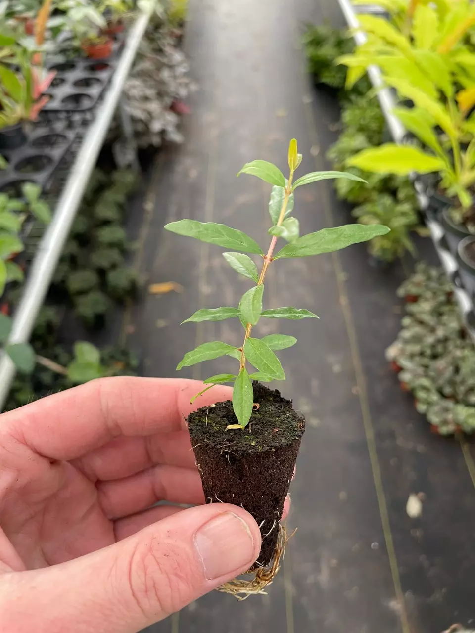 plant/Pomegranate Wonderful “Punica Granatum” starter plant growers choice-4