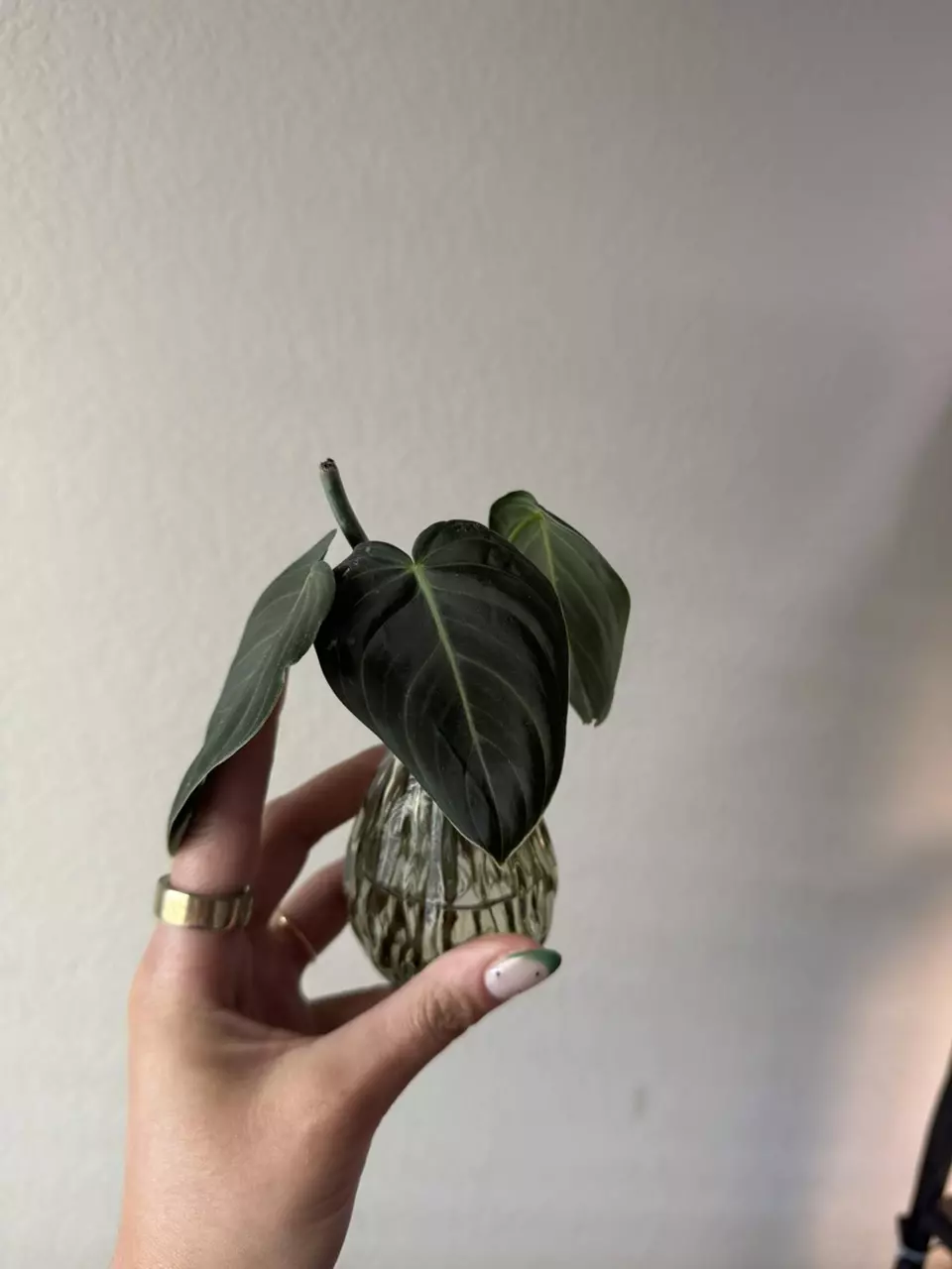 plant/Philodendron Melanochrysum Cutting-0
