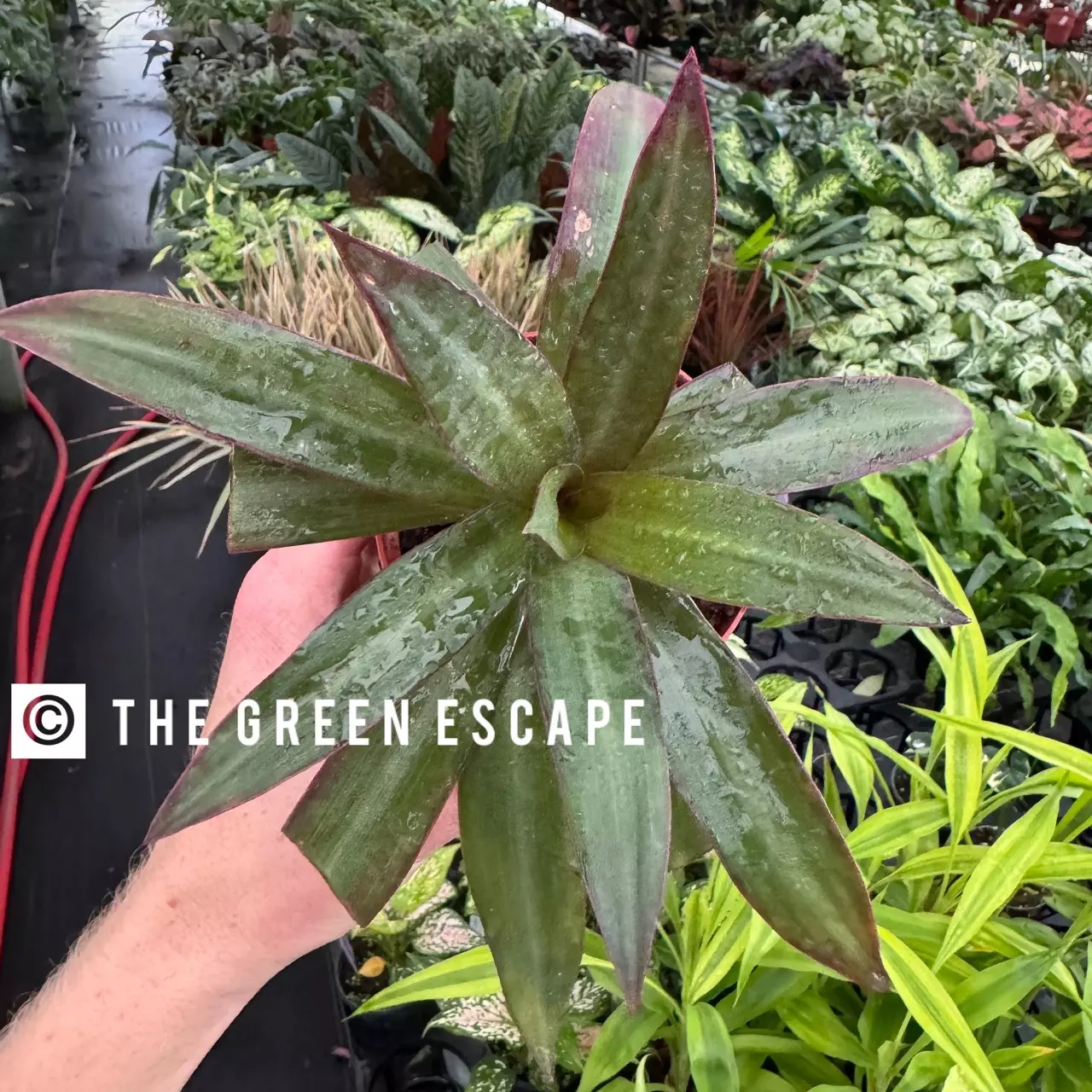 plant/Rhoeo Oyster Plant 4” pot growers choice-0