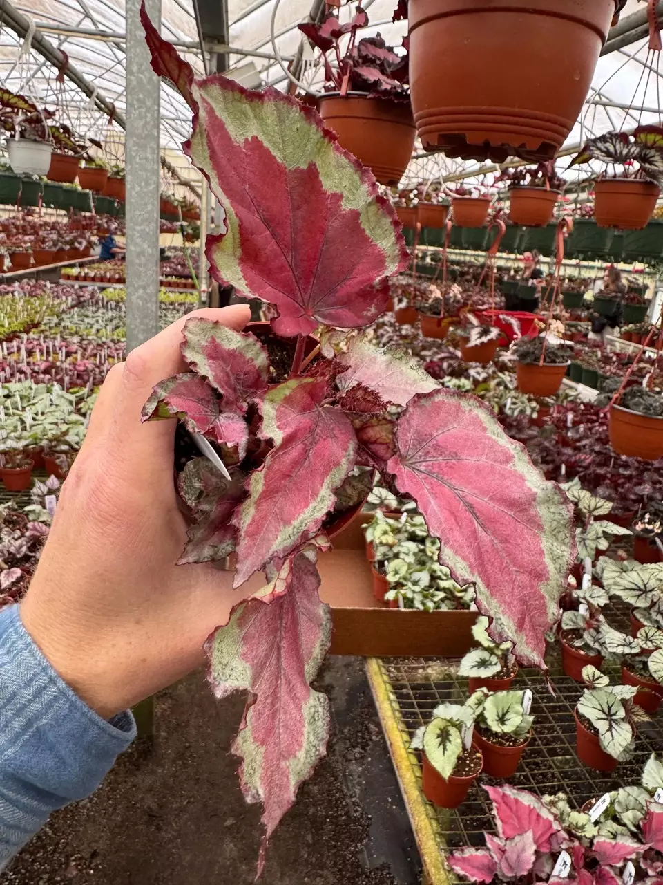 plant/Begonia Spirfire 4”-1