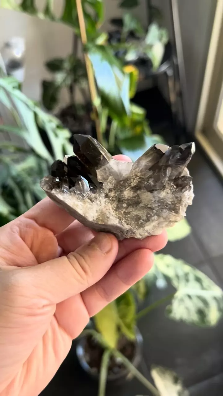 plant/Smoky Quartz crystal cluster - 3”-1