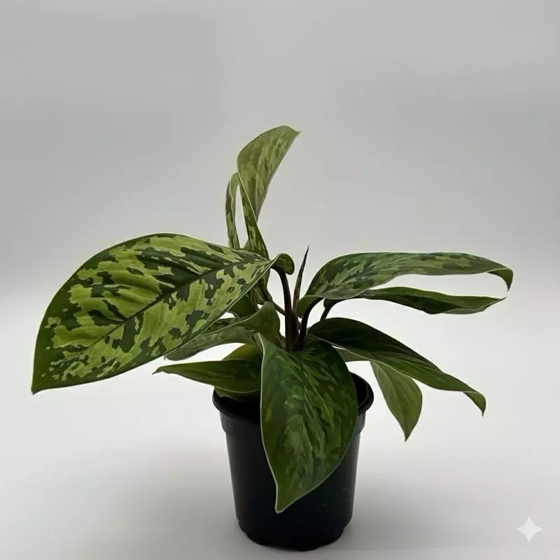 plant/Homalomena Camouflage 4" Pot-0