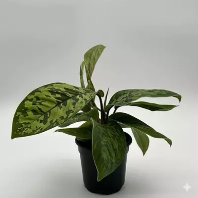 plant/Homalomena Camouflage 4" Pot-0-thumbnail