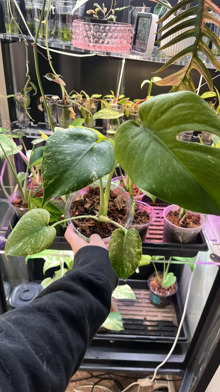 plant/Mint monstera, Large Form #19-1