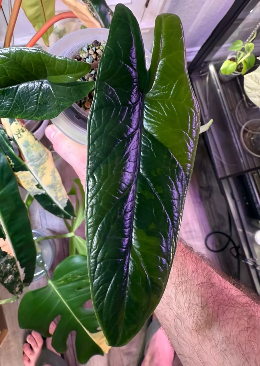 plant/Variegated Alocasia Scalprum Corm-1
