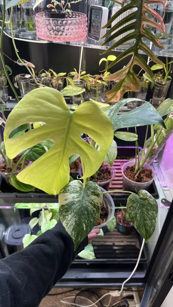 plant/Mint Monstera , Large form #48-4