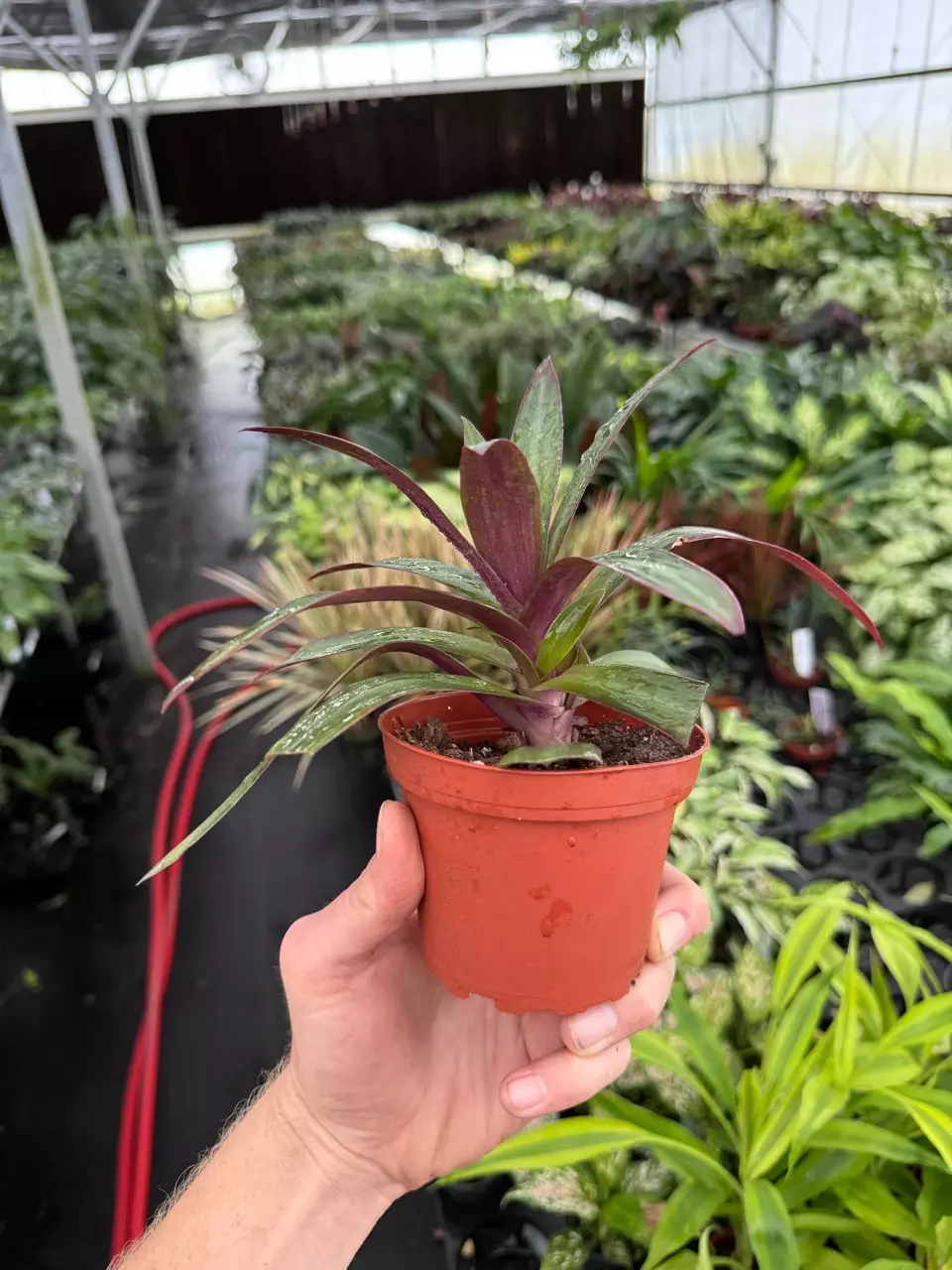 plant/Rhoeo Oyster Plant 4” pot growers choice-4