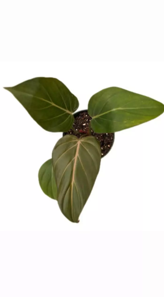 plant/Philodendron Summer Glory-0