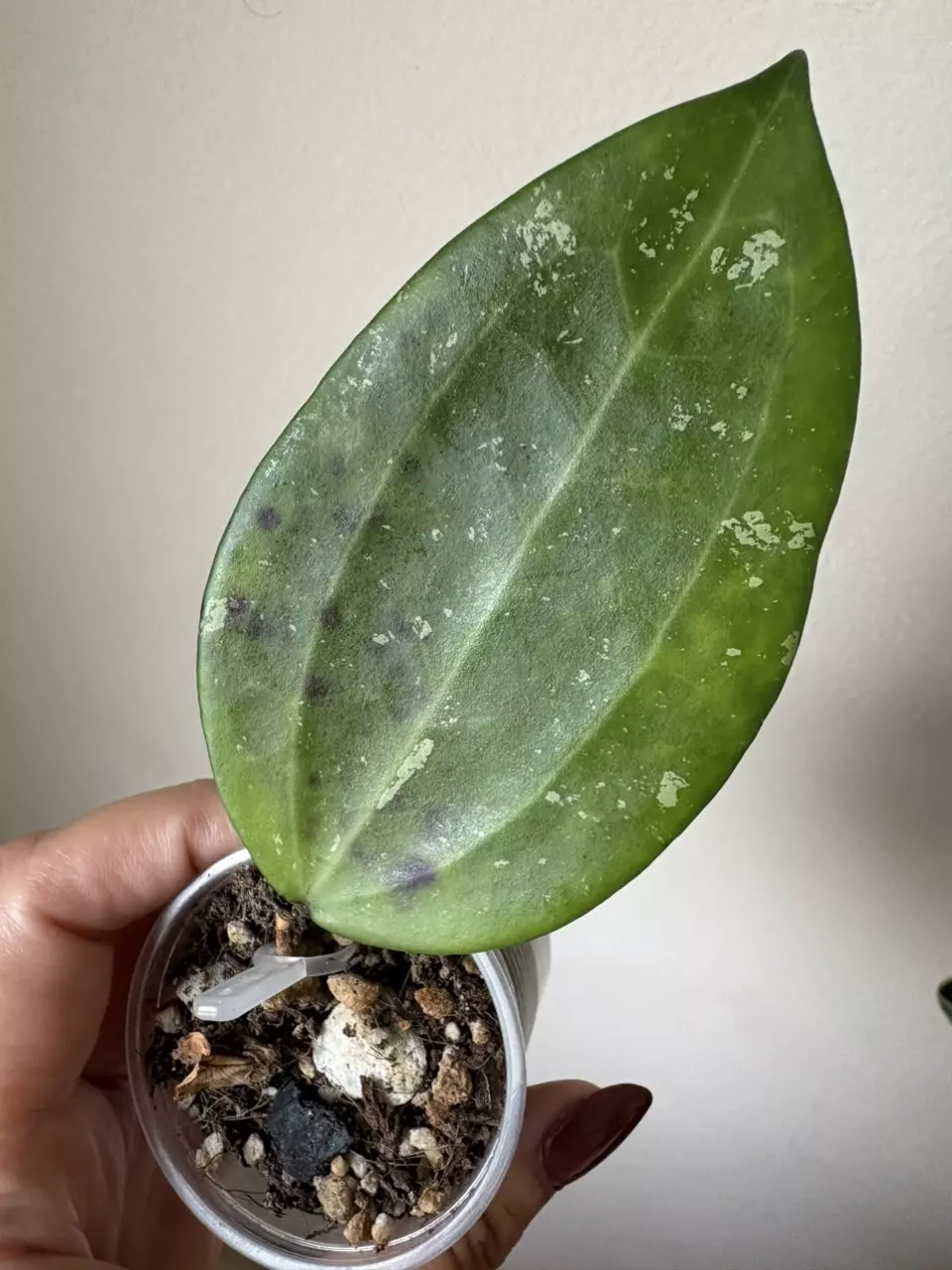 plant/Hoya Hanhiae Pink-0