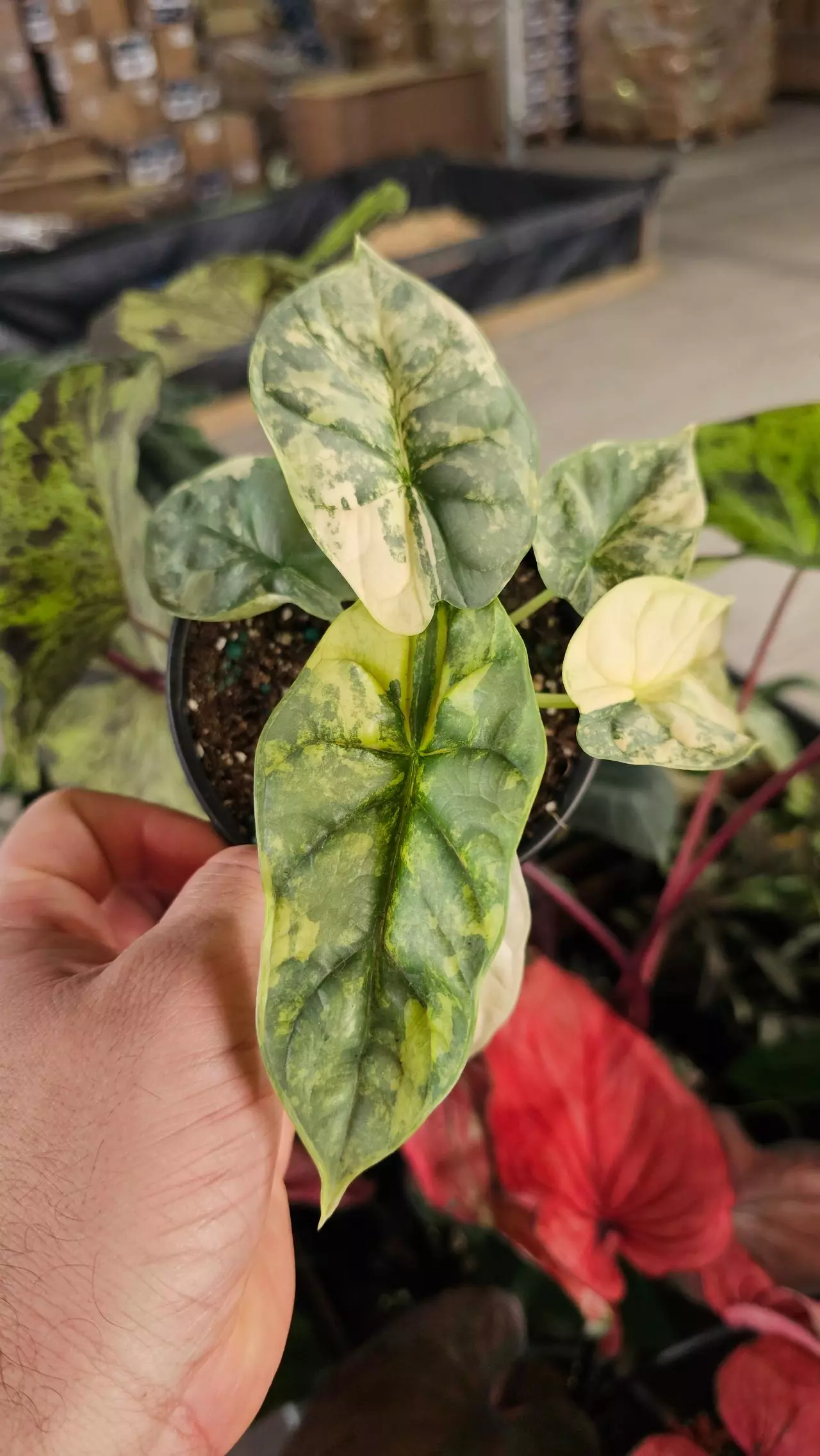 plant/Alocasia Silver Dragon Variegated 4in-0