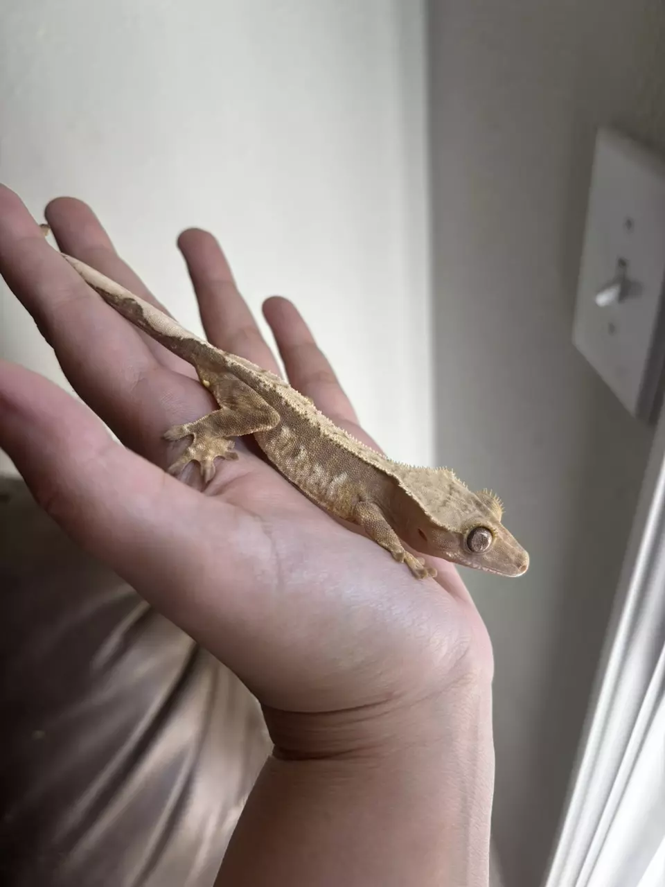 plant/66% het Ax red tricolor male-0