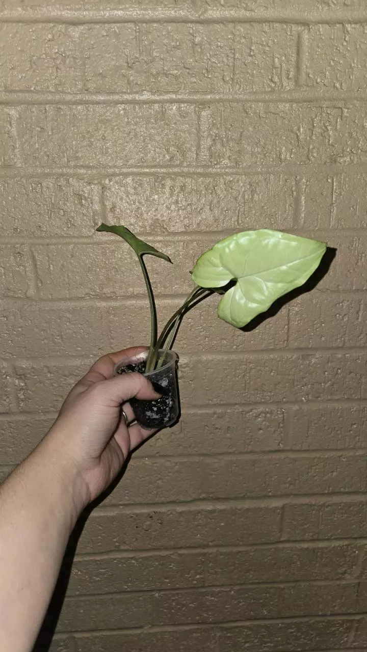 plant/Syngonium white butterfly-1