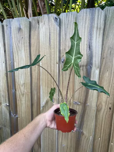 plant/Alocasia Sarian 4” pot growers choice-2-thumbnail