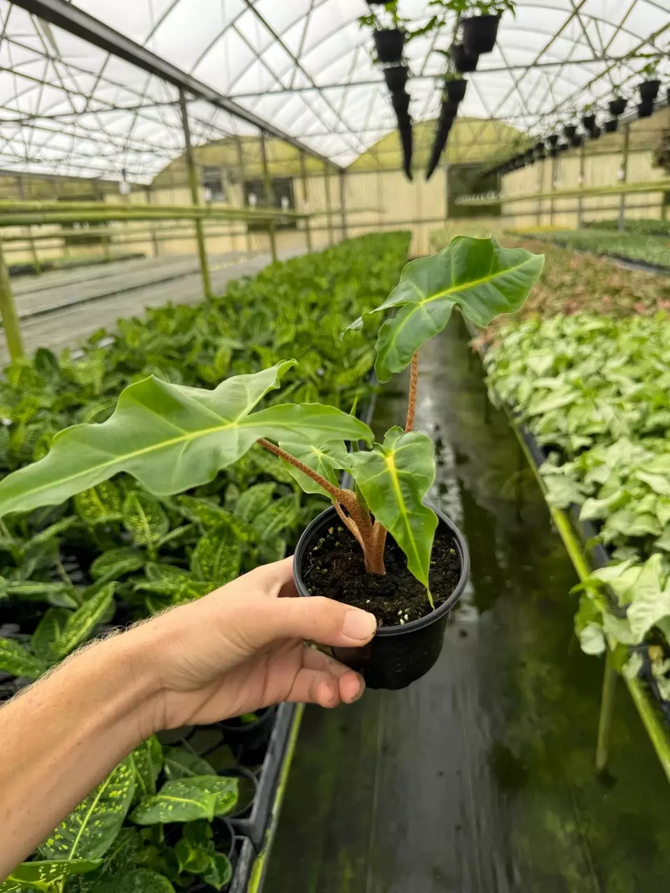 plant/Alocasia Golden Dragon 4” pot growers choice-4