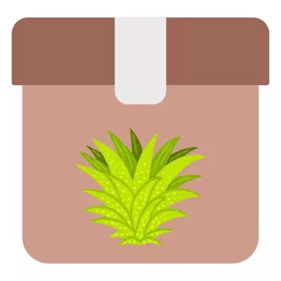 plant/Shipping - Air Plant Difference-0-thumbnail