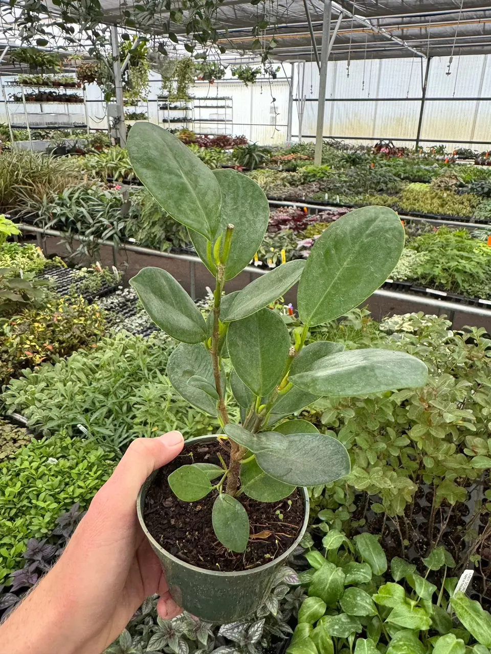 plant/Ficus Moclame 4” pot growers choice-1