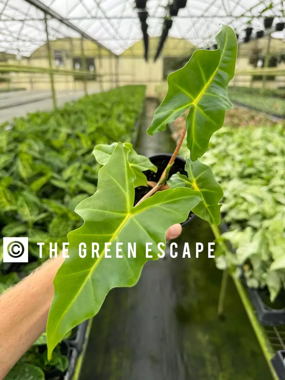 plant/Alocasia Golden Dragon 4” pot growers choice-0
