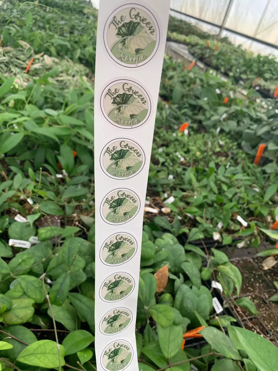 plant/Small TGE Sticker 1.5" in (stickers can only be added onto orders that meet the 2 plant minimum!)-3