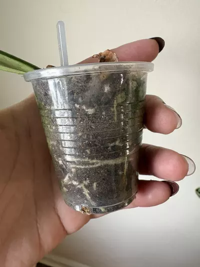 plant/Hoya Hanhiae Pink-1-thumbnail