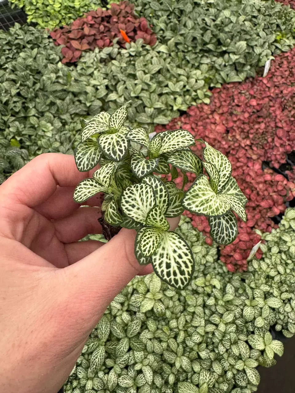plant/Fittonia Whit Anne starter plant growers choice-4