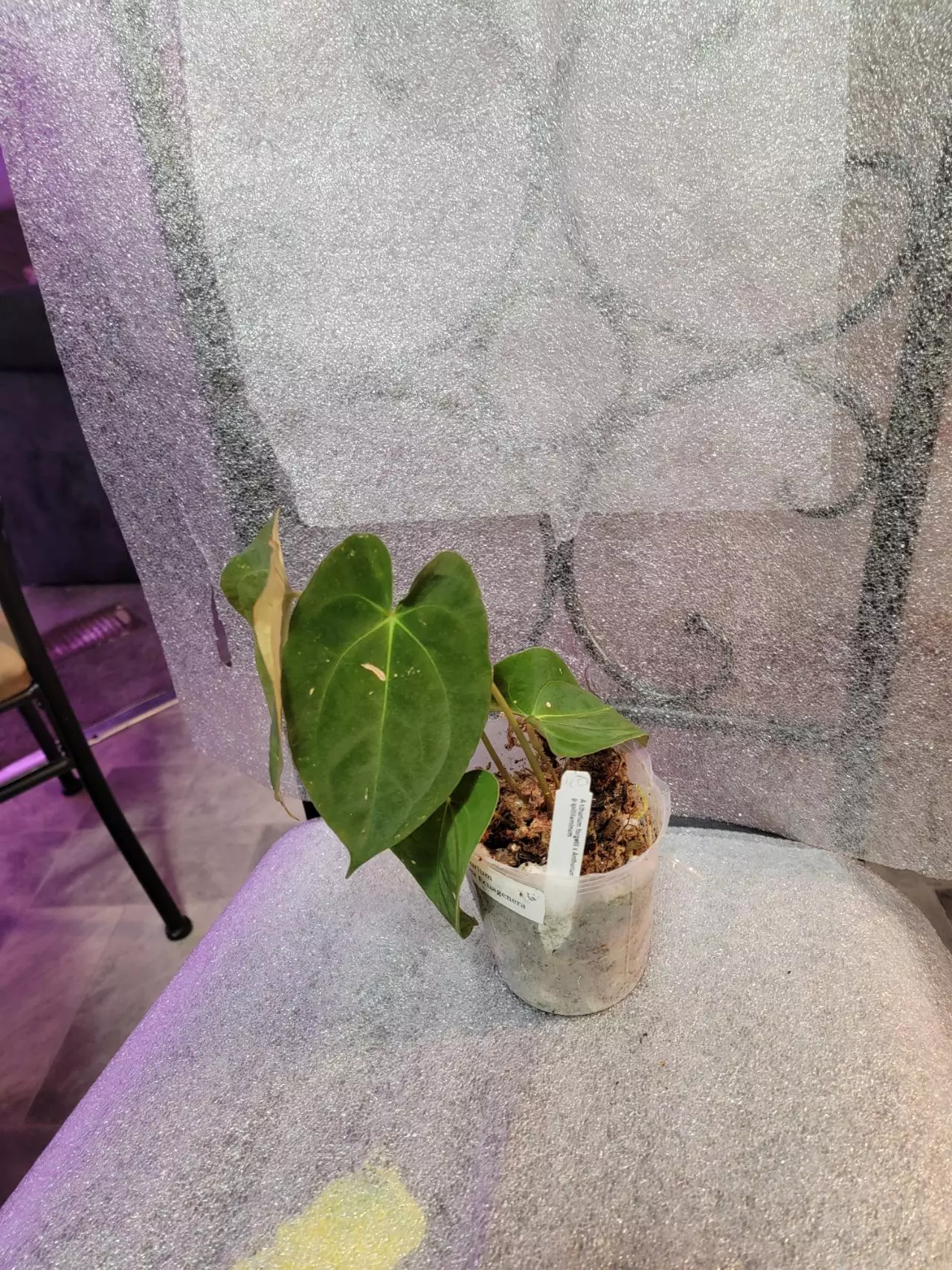 plant/Anthurium Papillilaminum x Forgetti (Emerald Throne)-1