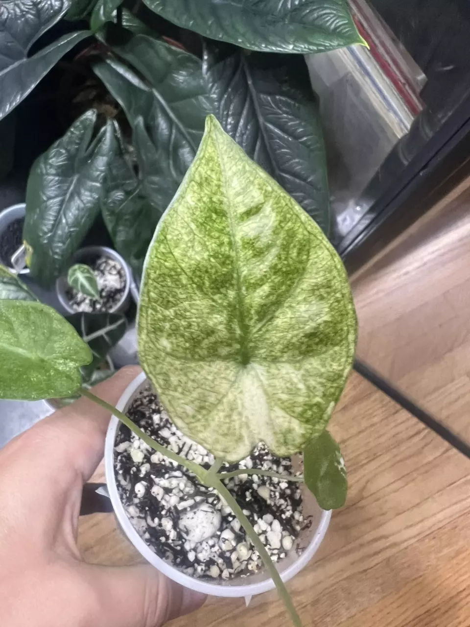 plant/Alocasia Regal Shield mint/Albo-1
