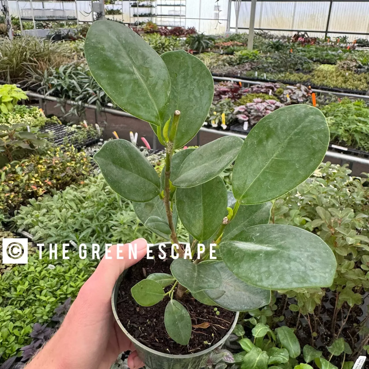 plant/Ficus Moclame 4” pot growers choice-0