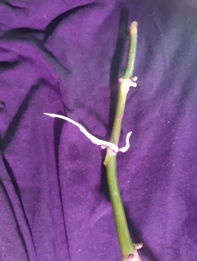 plant/5 Rando Cuttings (not included in BOGO special)-4-thumbnail