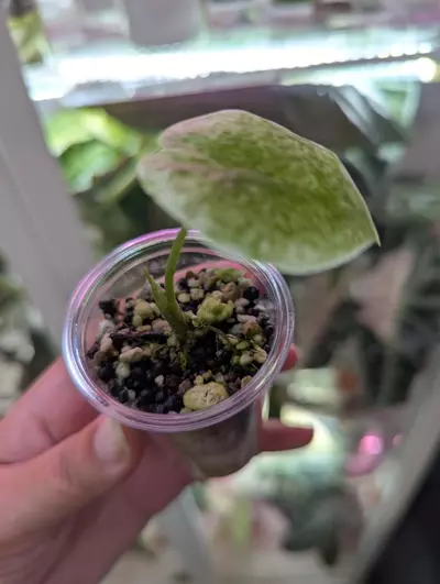 plant/Longiloba galaxy pup-1-thumbnail