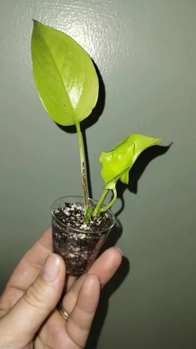 plant/Neon Pothos-0-thumbnail