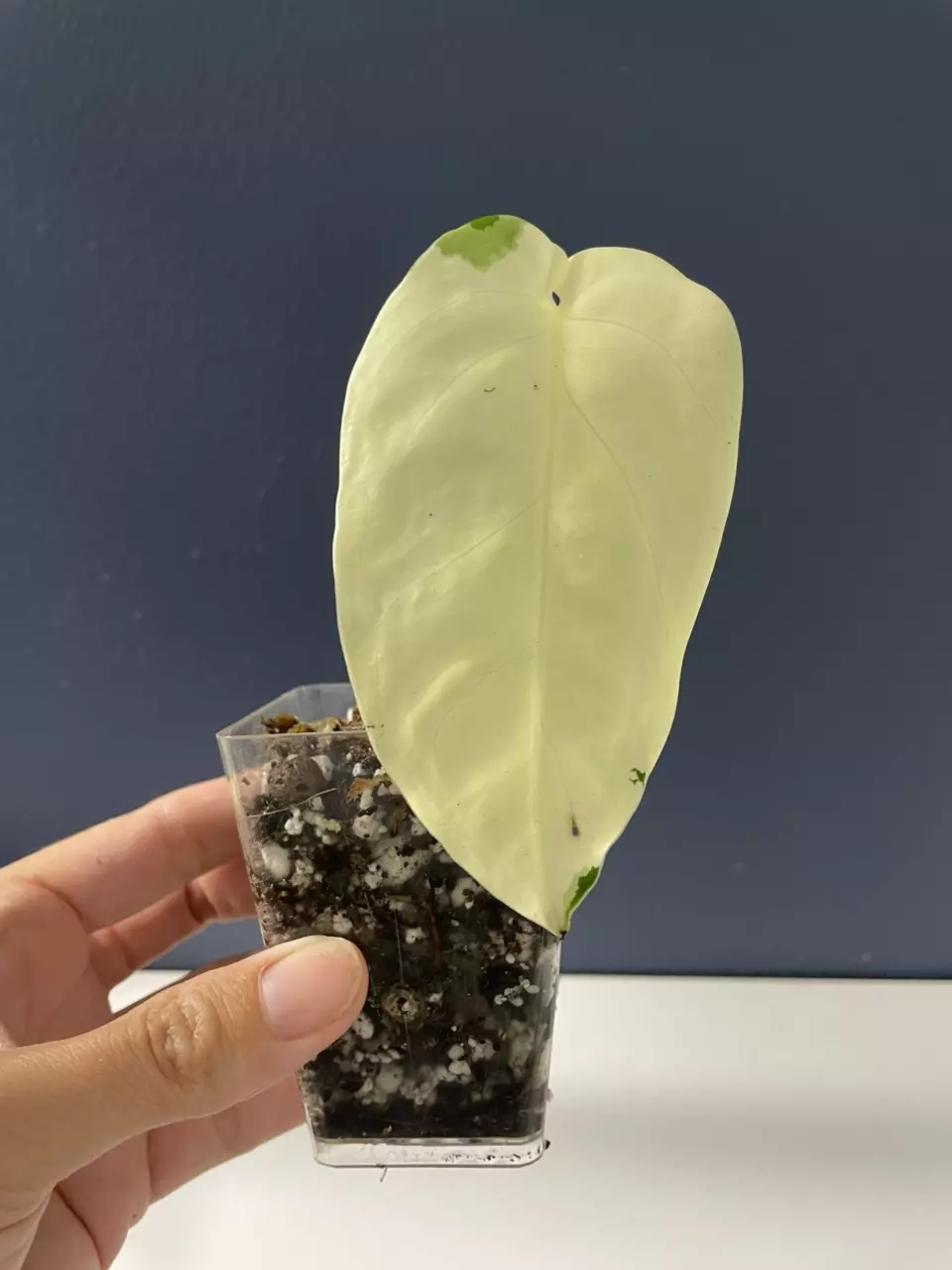 plant/Syngonium  Chiapense highly variegated-0