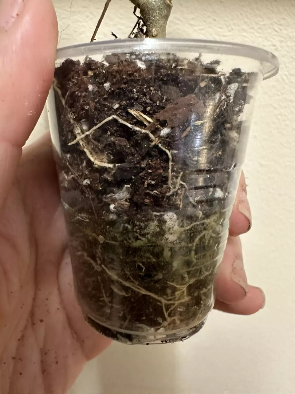plant/Hoya Fungii with new growth point-2