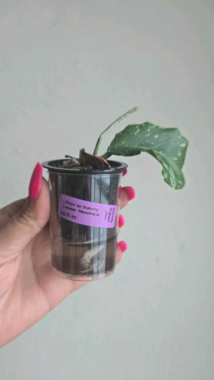plant/Hoya sp Gunung Leuser 'Monohara'-5
