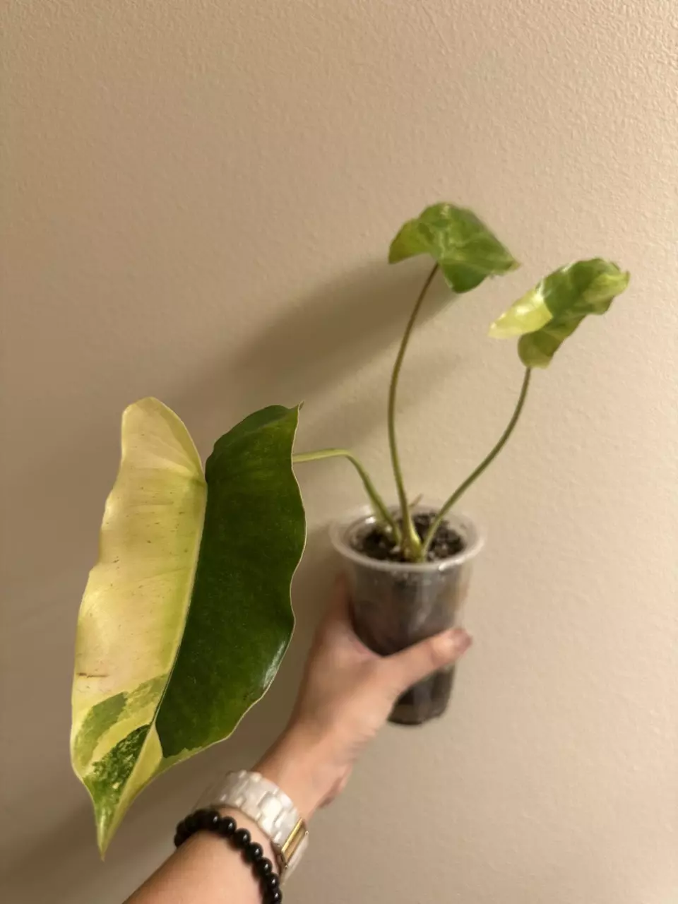 plant/Variegated burle Marx philodendron-0