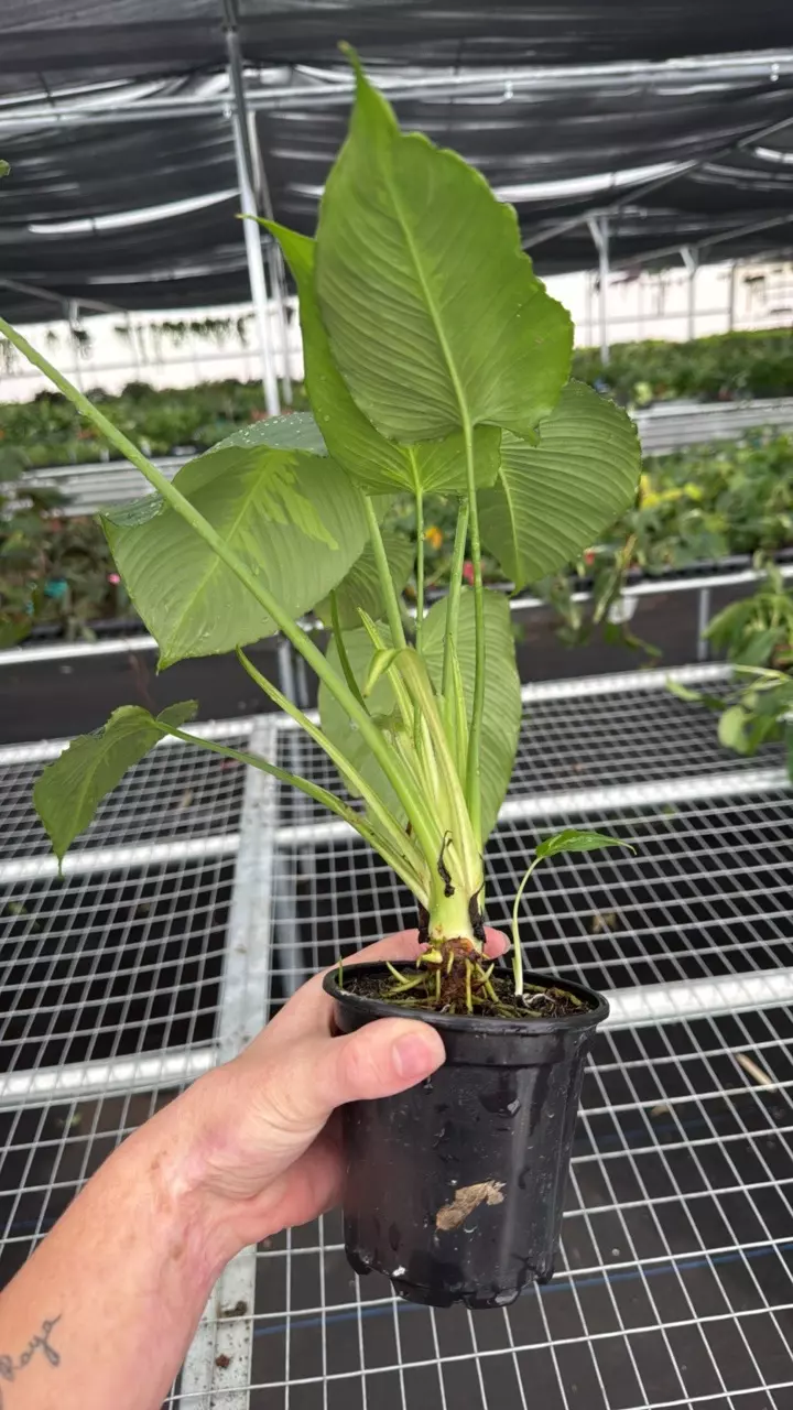 heat_pack/Schismatoglottis sp. 4” pot growers choice-1