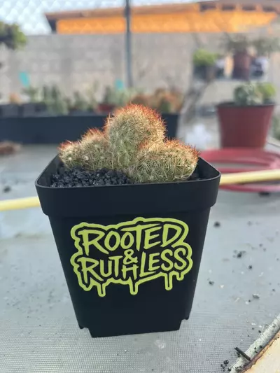 free_shipping/Adoption Repotting kit!!! (Plant not inlcuded)-0-thumbnail