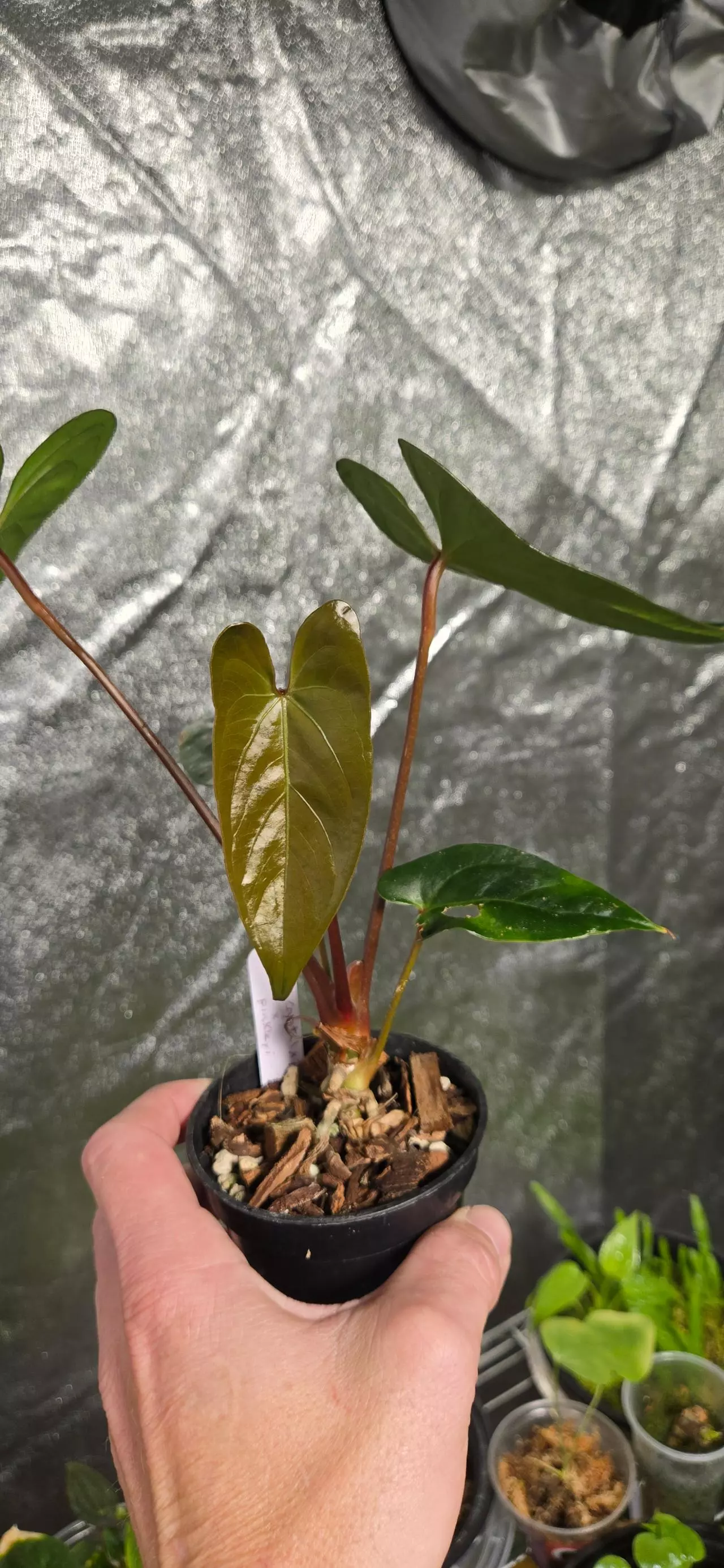 plant/Anthurium (FTG Crystal x Papi) x pinkleyi-1