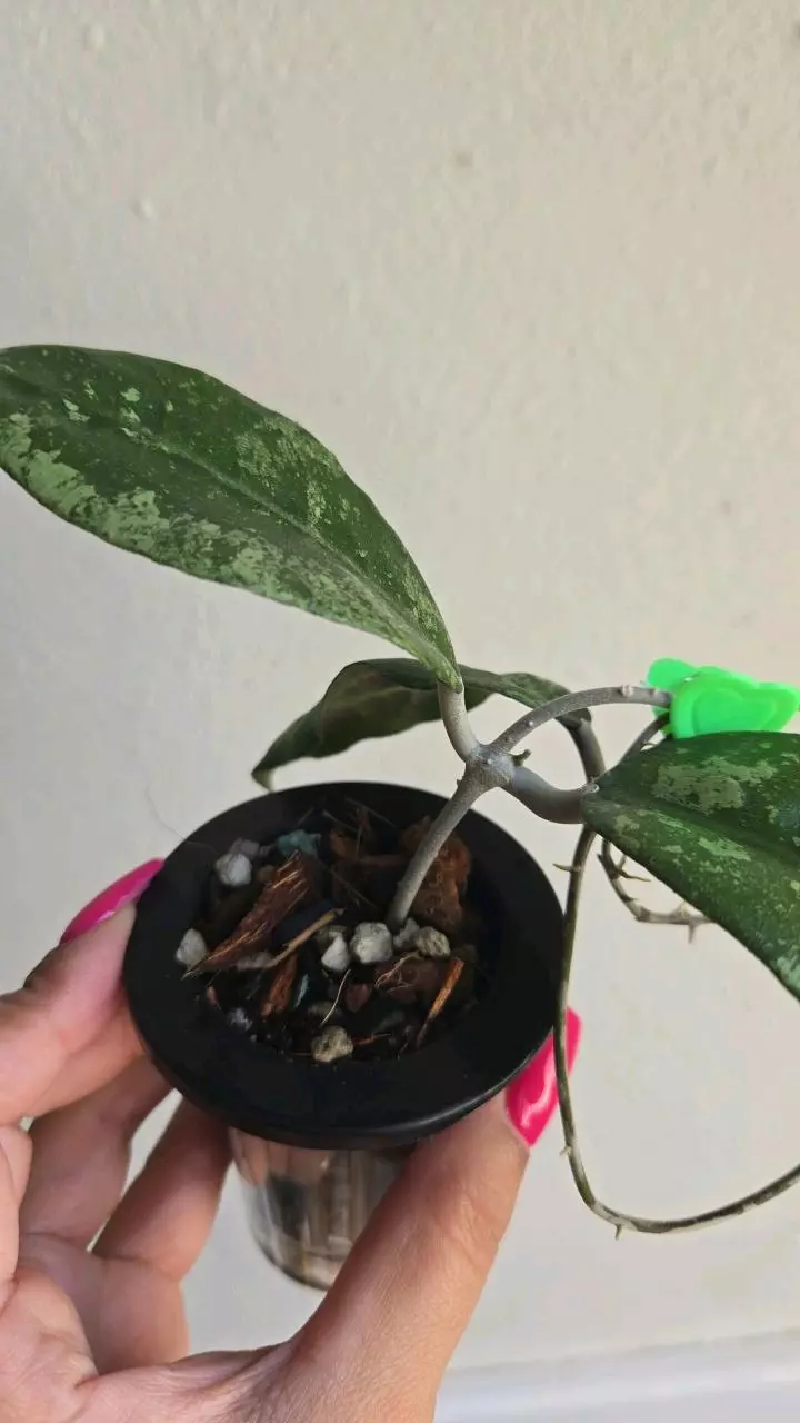 plant/Hoya sp Java Splash #8300-4