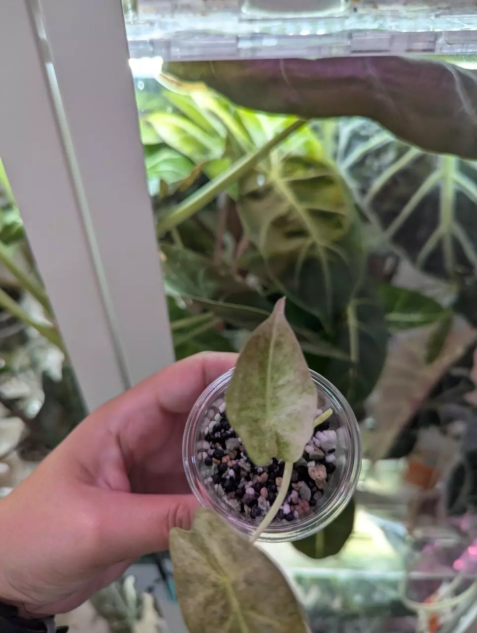 plant/Golden bone pink mint pup-3