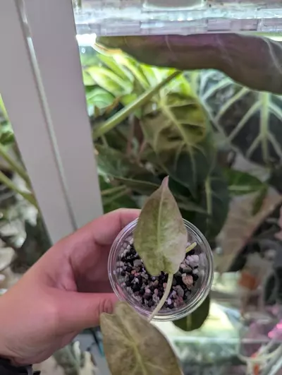 plant/Golden bone pink mint pup-3-thumbnail