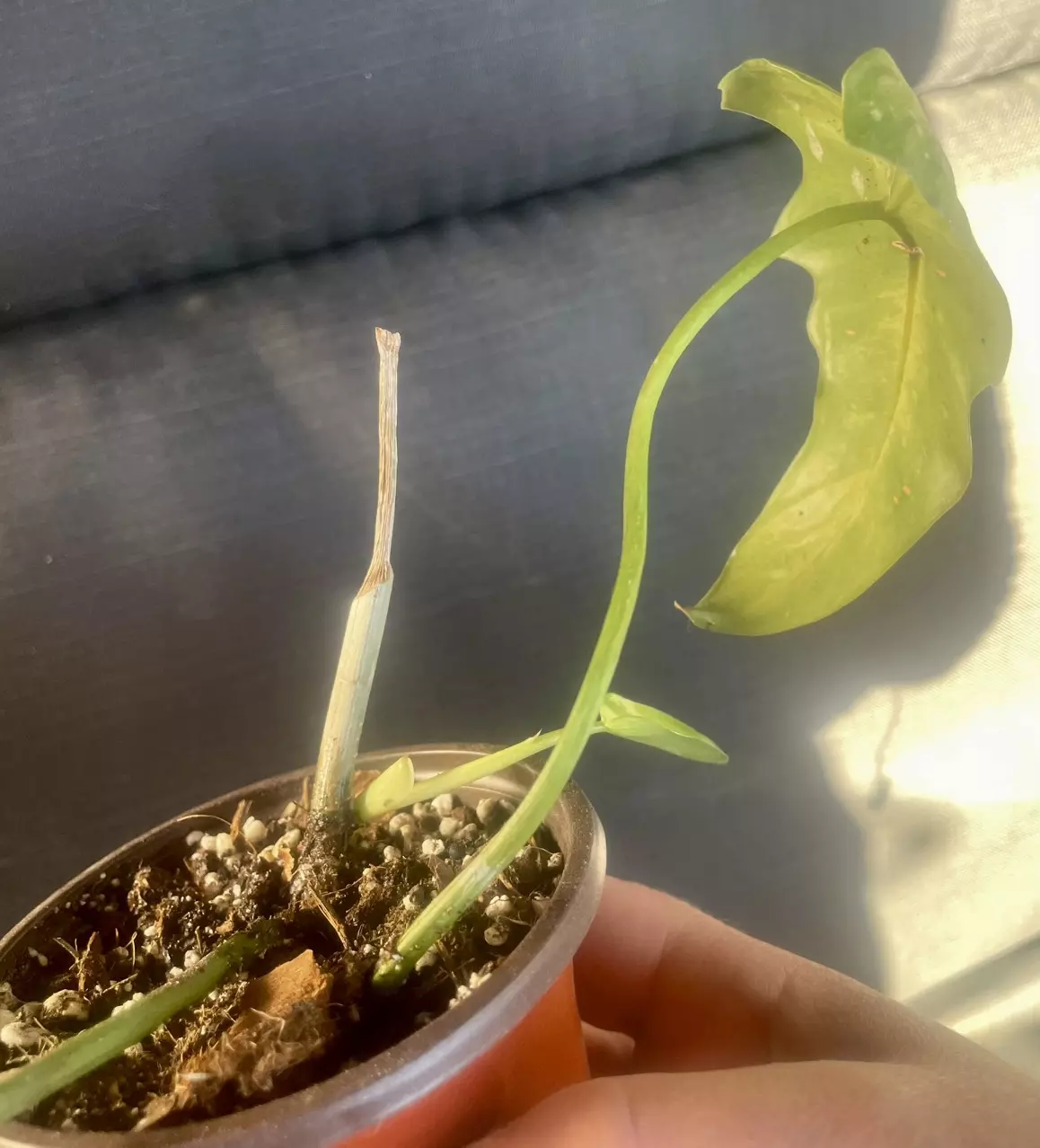 plant/Philodendron mottled dragon-2