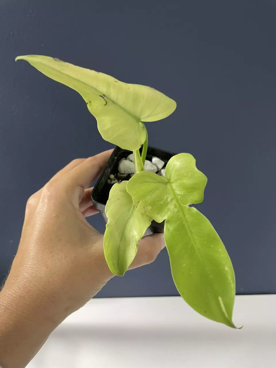 plant/Philodendron, golden dragon, mint variegated-0