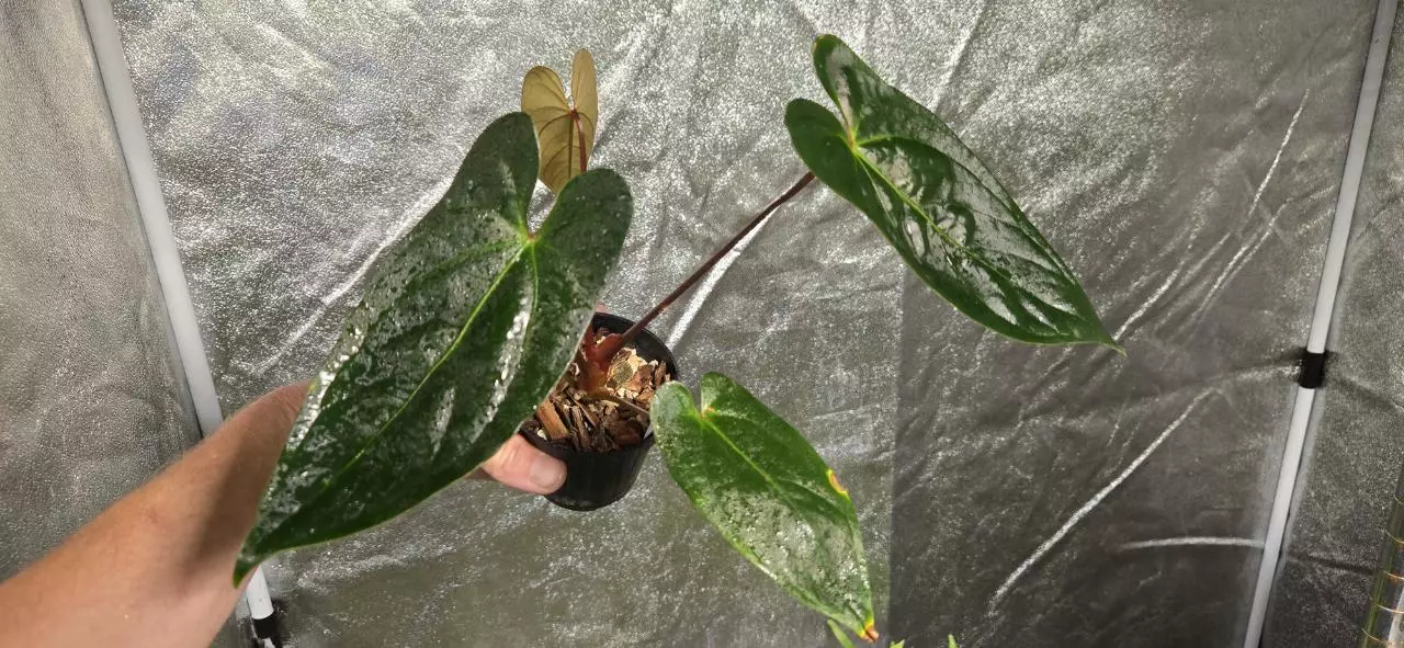 plant/Anthurium (FTG Crystal x Papi) x pinkleyi-0