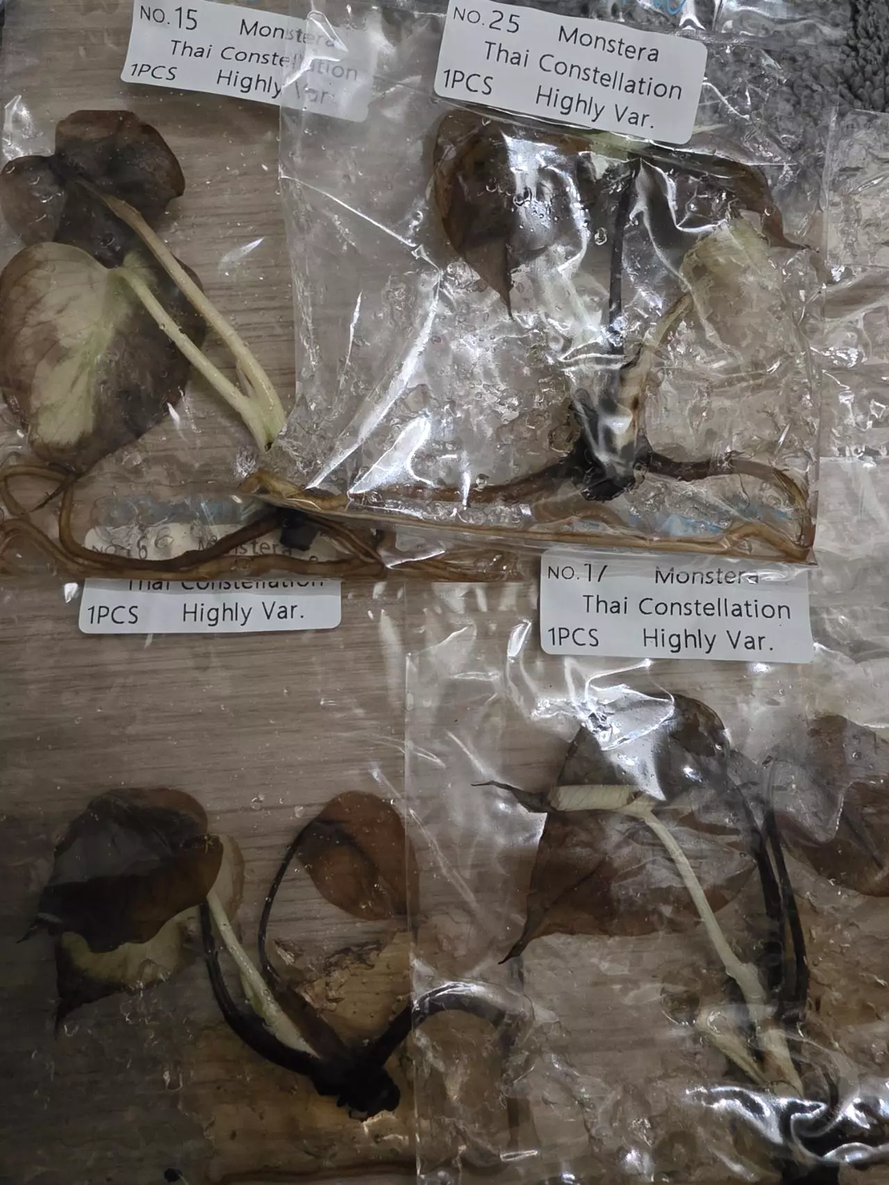 plant/REHAB 4 x tc Monstera Thai Constellation High var & Silver dragon variegated-0