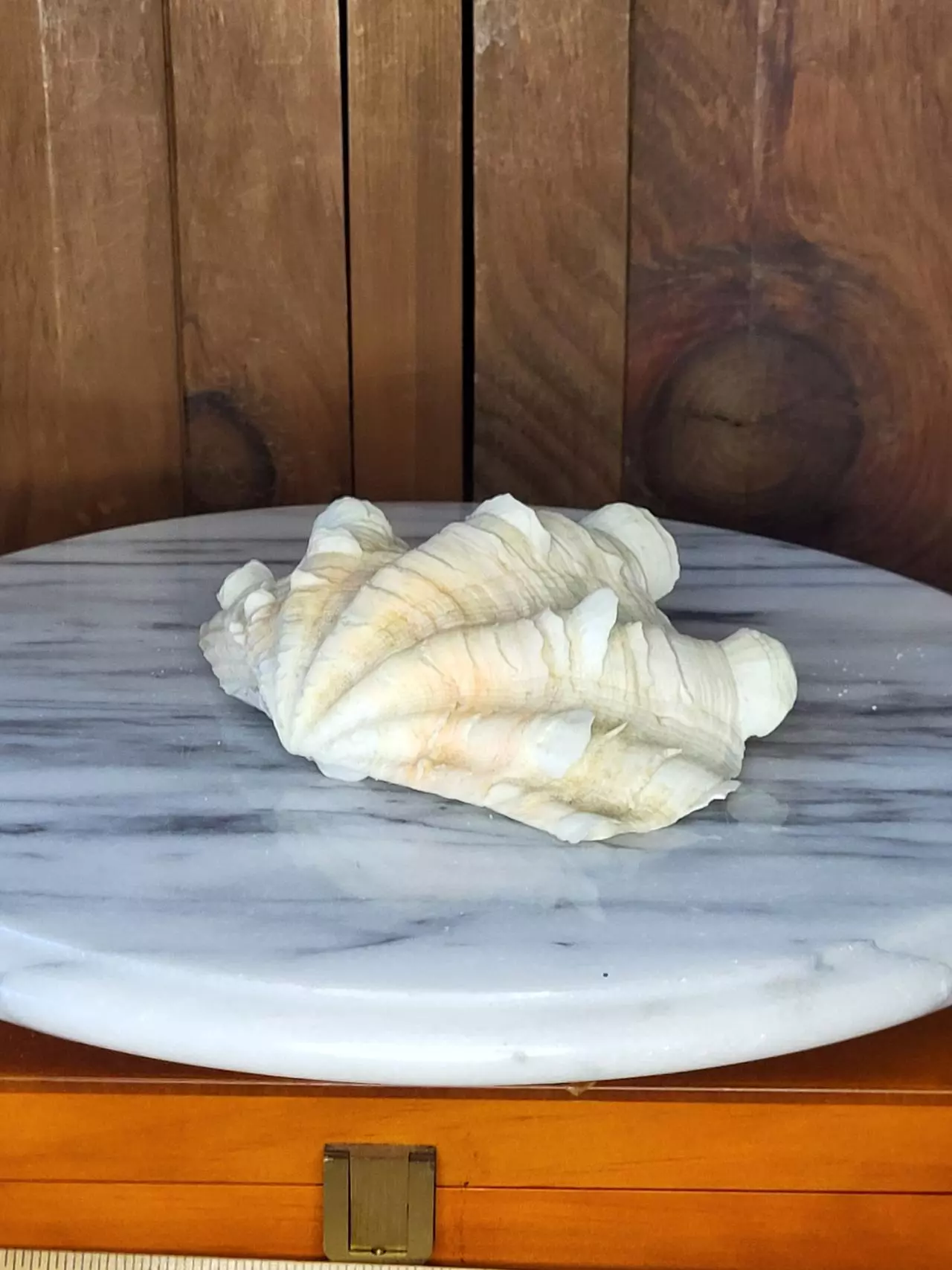 plant/Pretty Shell-0