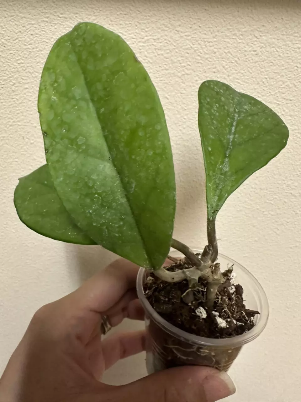 plant/Hoya Fungii with new growth point-0