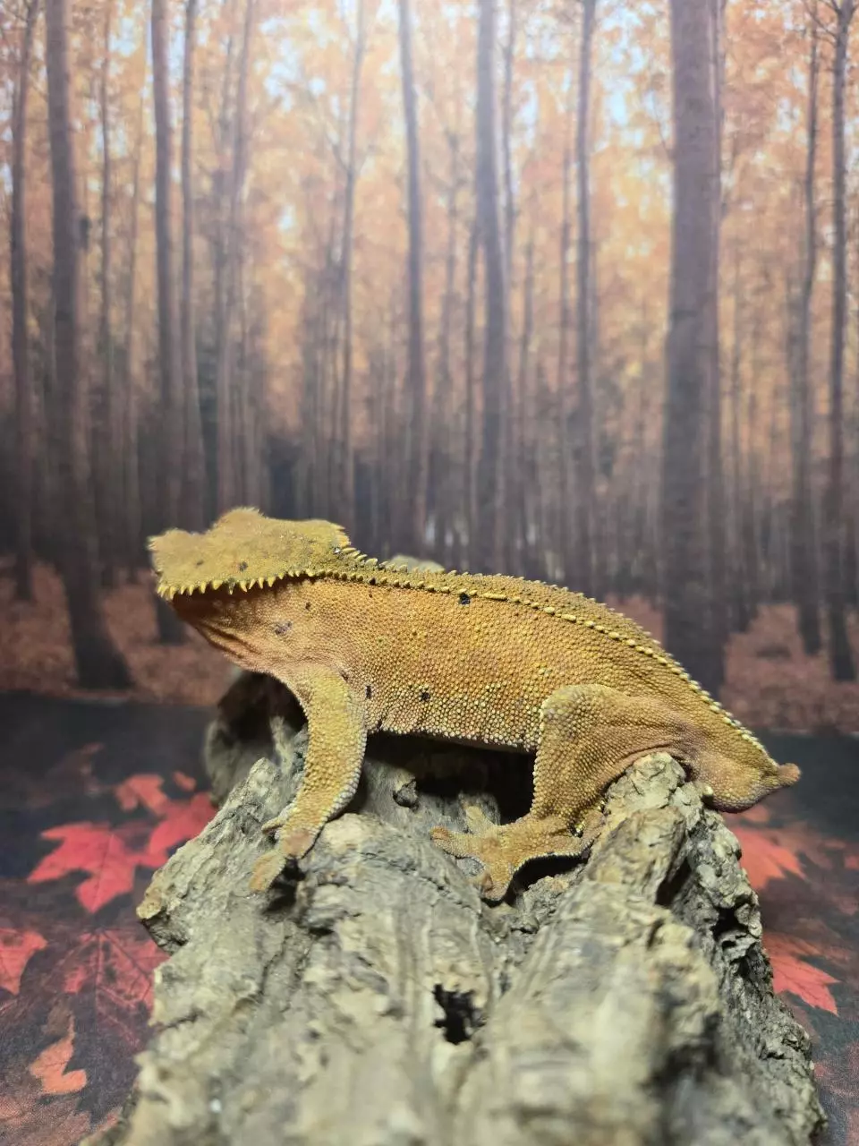 plant/Male breeder crested gecko-1