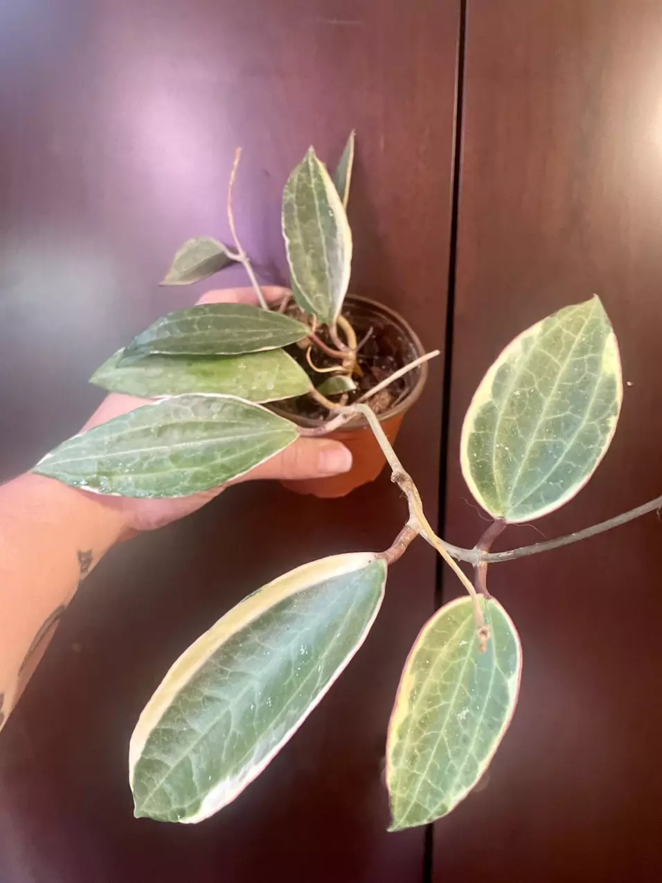 plant/Hoya macrophylla variegated-0